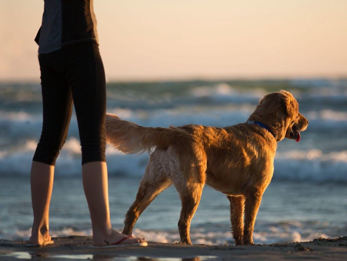 Sit. Stay. Surf: Beaches reopen to four-legged friends